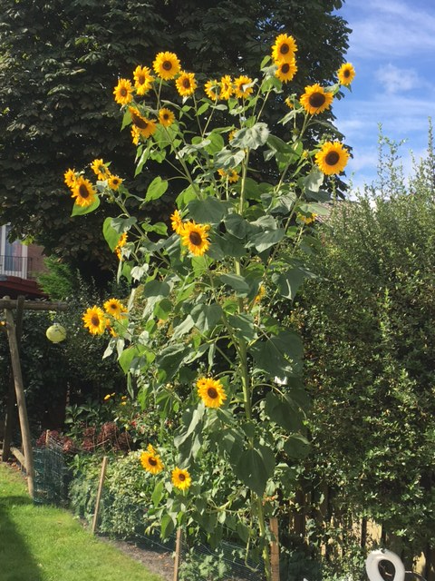 Info 23 september 2016