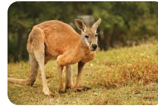 Foto maken, Kangoeroe wedstrijd, techniekmiddag 1